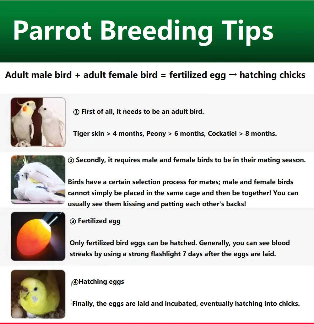 Multi-Effect Breeding Oil for Parrots, Promotes Mating & Fertility for Breeder Birds, Rutin, Vitamin E, and Essential Nutrients
