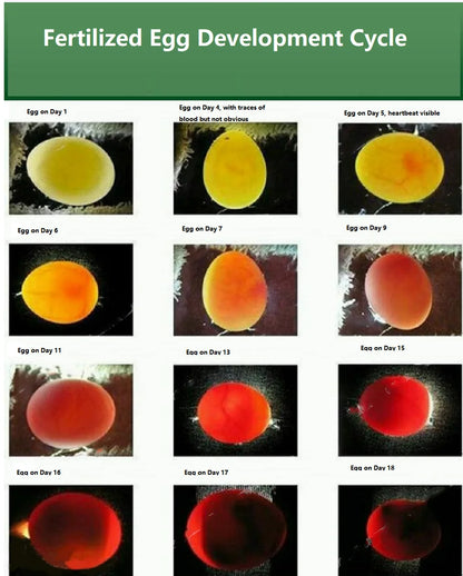 Multi-Effect Breeding Oil for Parrots, Promotes Mating & Fertility for Breeder Birds, Rutin, Vitamin E, and Essential Nutrients